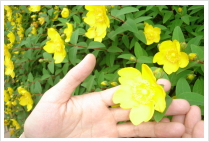 �摜�Q